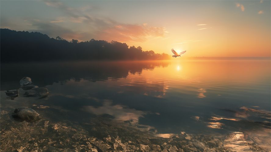 Lago con niebla al amanecer y un ave que vuela hacia el sol