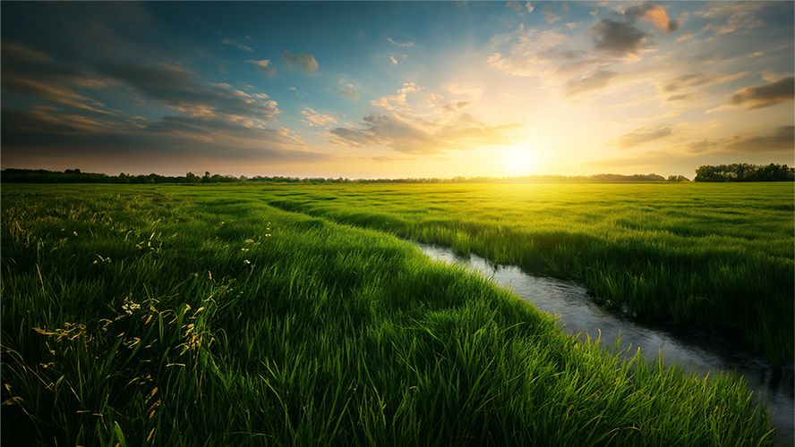 Pradera verde con un arroyo bajo el sol del amanecer