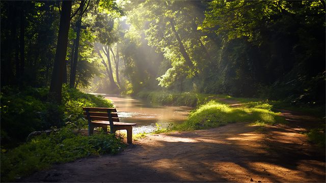 Banco junto a un sendero en un bosque iluminado por el sol